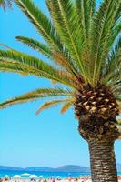 palm tree by the sea in Alghero