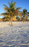 Palm trees on the white sand. Playa Sirena. photo