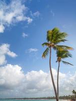 Two palm trees on sandy beach. Coast of Atlantic ocean