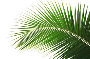 Palm photo