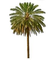 Palm tree isolated on white background photo