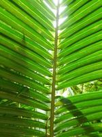 Coconut Leaf photo