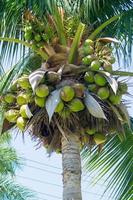 Coconut palm tree. Cocos nucifera photo