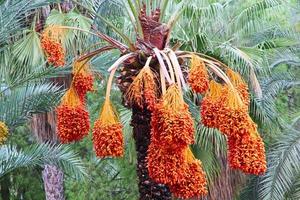 Date palm tree with ripe fruits. photo