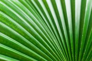 Abstract image of green palm leaf for background. photo
