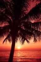 palm trees silhouette on sunset tropical beach. photo