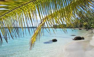 palm leaf and beach photo