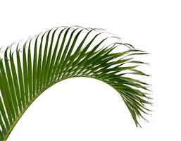 hojas de palma verde aislado sobre fondo blanco foto