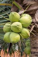 Bunch of coconuts photo