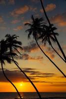 Palms and sun photo