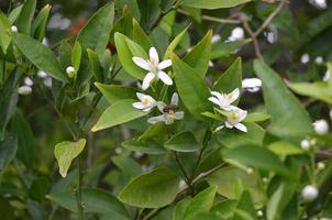 Bee Gathering Polin from White, Fragrant Orange Blossoms photo
