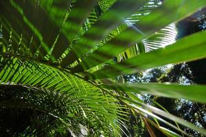 Sri Lanka, Kandy,the leaves of palm trees photo