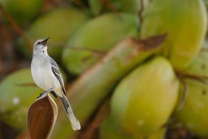 Tropical Mockingbird photo
