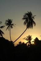 silhouette palm tree photo