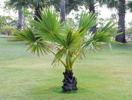 small palm tree
