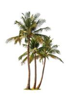 Three coconut palm trees
