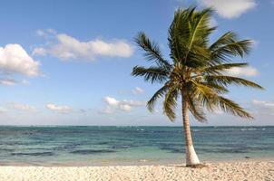 Palm Tree on Beach photo
