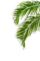 hojas de palma verde aislado sobre fondo blanco foto