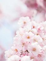 Cherry blossom in Japan photo