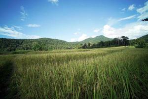 Rice Field Plantation photo
