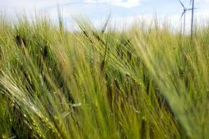 Green barley field photo