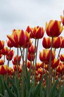 Dutch Tulips photo