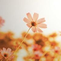 flores en flor con puesta de sol un instagram retro vintage foto