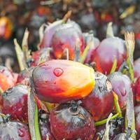 Oil Palm Fruits photo