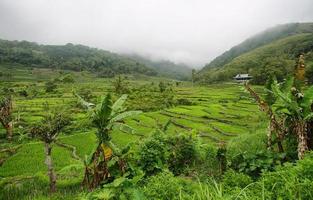 Bright green rice fields with palm