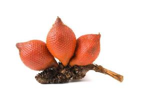 salacca fruit photo