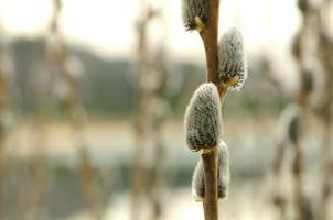 Willow Catkins in Early Spring photo