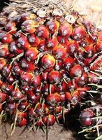 Oil Palm Fruit photo