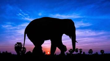 elefante y palmera en el tiempo del crepúsculo
