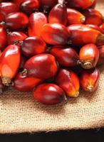Oil Palm Fruit photo