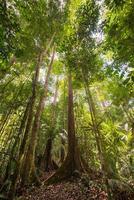Majestic Borneo rainforest from below