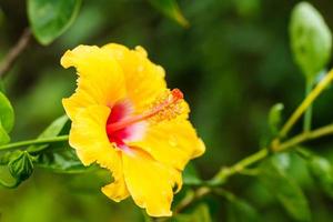 flor de hibisco amarillo foto