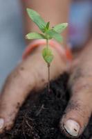 Small green seedling in hand. photo