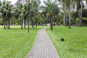Cement bricks walk way with green grasses and coconut trees photo