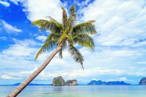 Coconut tree and beach