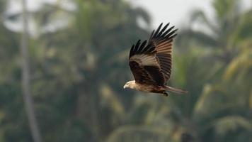 Flying Black Kite at palms background