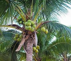 Sweet Coconut tree photo