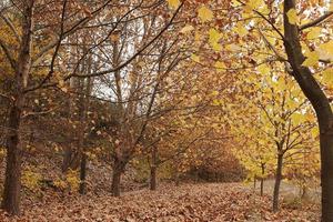 autumn tree background photo