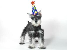 Curioso cumpleaños celebrando cachorro schnauzer miniatura