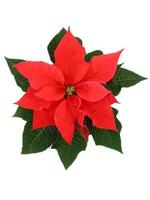 Red poinsettia with its green fresh looking leaf photo