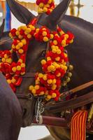 Pretty Horses with colorful ornaments participate in the famous