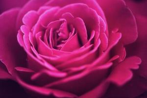 flor de una rosa foto