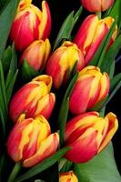Orange and red Tulips