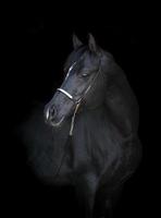 Retrato de caballo árabe negro sobre fondo negro foto