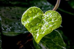 heart leaf