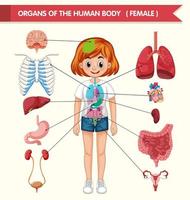 Scientific medical illustration of organs of human body vector